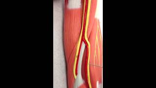 Brachial Plexus Anatomy on Model [upl. by Tufts]