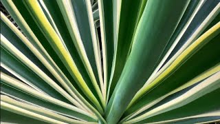 Yucca elephantipes ‘Variegata’ Variegated Yucca [upl. by Divan]