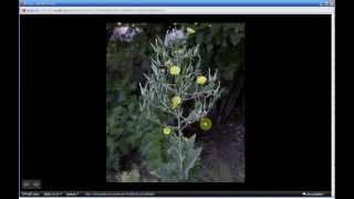 Lactuca serriola  Prickly Lettuce Part 1 of 2 [upl. by Ttnerb]