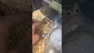 《真假邪恶布丁鉴定记》养鼠日常分享 仓鼠宝宝的日常 萌宠出道计划 它真的好像个小宝宝 仓鼠🐹 [upl. by Apostles239]