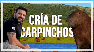 🔹CRÍA de CARPINCHOS especie AUTÓCTONA del Uruguay 🔹programa Contacto🌎🌍 [upl. by Dahl]