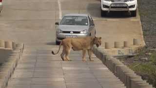 Lioness jumps off Crocodile bridge after her cub in Kruger National Park [upl. by Enitsenrae395]