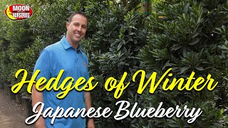 Hedges of Winter Japanese Blueberry [upl. by Kcirderfla]