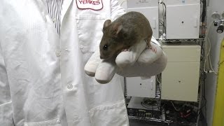 Mice Can Inherit Learned Sensitivity to Smell [upl. by Nylyram489]