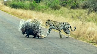 The ultimate porcupine slayer – Porcy the Leopard [upl. by Nirok]