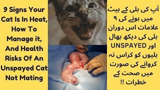 Cat In Heat Symptoms  Help Cat In Heat To Calm Down  Health Risks In Unspayed Female Cats [upl. by Arodoeht]