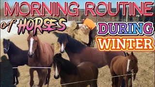 HORSES MORNING ROUTINE  COLD BLOODED AND WARM BLOODED SWEDEN [upl. by Abdu965]