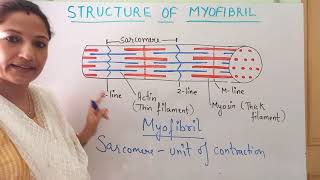 STRUCTURE OF MYOFIBRIL  A BAND  I BAND SARCOMERE CLASS XI NCERT  NEET [upl. by Deehsar]