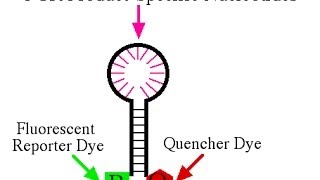 Real time PCR using scorpion primer [upl. by Fremont597]