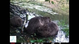 Beaver Family Grooming [upl. by Pudendas]