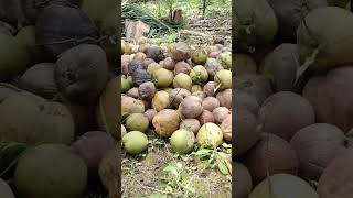 Jual beli kelapa jambul [upl. by Sinegold66]