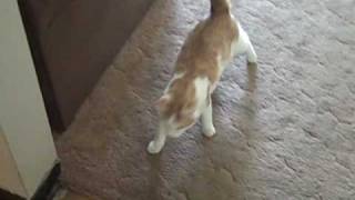 Lumpy a feral cat with cerebellar hypoplasia shows how he walks [upl. by Eng]