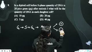 In a diploid cell before Sphase quantity of DNA is 20 pico gram pg after meiosis I what will [upl. by Nibaj]