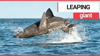 Basking shark filmed leaping out of the water off the Irish coast  SWNS TV [upl. by Ahseekan]