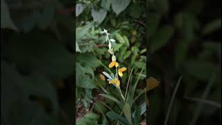 Crotalaria juncea L Fabaceae family nature flowers flora garden flower gardenflower forest [upl. by Ancilin]