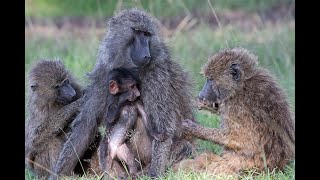 Baboon happy life [upl. by Llerol454]