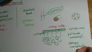 A Level Biology quotThe Structure and Functions of Phloemquot [upl. by Akimas322]