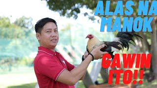 SABONG TIPS Paano Gumawa Ng Alas Na Manok Panabong [upl. by Osner]