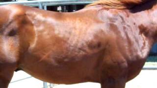 DILLON UPDATE MUSCLE FASCICULATIONS IN HORSE NORMALLY SEEN IN HUMANS [upl. by Nylac]