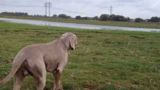 Weimaraner sneak attack [upl. by Thay]