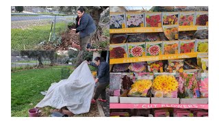 trabajando en el jardín y podando los crisantemos [upl. by Nirehs]