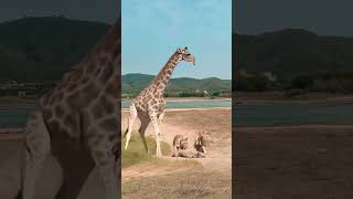 Lion vs Giraffe Wild Animals Closeup Giraffe Animal Combat Power Competition [upl. by Gertrud]