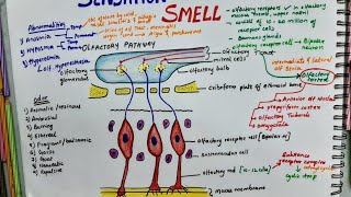 Sensation Of Smell Olfactory Pathway  Physiology [upl. by Asimaj]