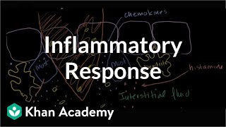 Inflammatory response  Human anatomy and physiology  Health amp Medicine  Khan Academy [upl. by Kirenoj95]