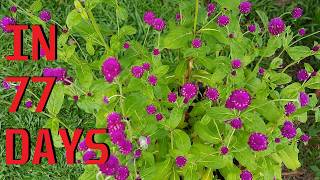 How to grow Globe Amaranth Gomphrena Globosa from seeds [upl. by Marijane]