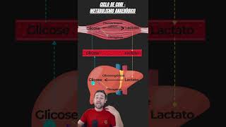 Ciclo de Cori Metabolismo Anaeróbico Lático  Prof Diego Reinicke  education health science [upl. by Enitsugua]