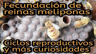 Fecundación en reinas meliponas y ciclos reproductivos [upl. by Melinde]