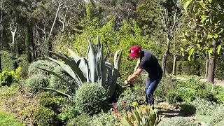 Tidying up the Agave Americana and the Teucrium fruticans [upl. by Naginnarb94]