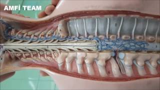 Medulla Spinalis Anatomisi [upl. by Cony]