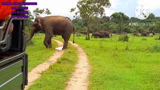 Elephant attack wasgamuwa national park [upl. by Chien]