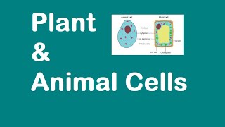 Plant and Animal Cells KS3 SCIENCE [upl. by Steffi]