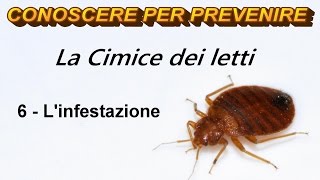 La Cimice dei Letti 6  Linfestazione [upl. by Adnoloy]