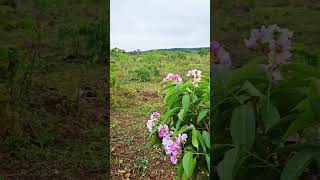 Lagerstroemia Speciosa Flower Tree and my cows a relaxing evening mood farming flowers cowlover [upl. by Moulden473]