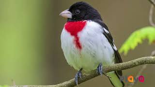 Bicudo de Peito Rosa  Rose breasted grosbeak [upl. by Nauqed]