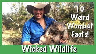 10 Things You Didnt Know About Wombats [upl. by Hsilgne65]