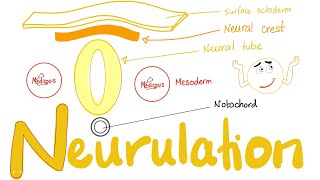 Embryology of Nervous System  Neurulation  Neural Tube amp Neural Crest [upl. by Furmark52]