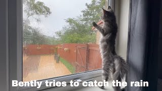 Bently trying to catch the rain [upl. by Ttereve494]