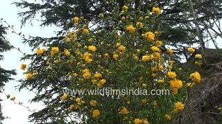 Kerria japonica shrubs in profuse yellow flower at wildfilmsindia Jabbarkhet botanical collections [upl. by Reade]