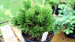 Dwarf Conifers – Juniper Ginkgo Cedar and More [upl. by Ellerehc]