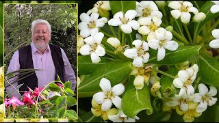 PITTOSPORUM ARBUSTES AUX FEUILLAGES COLORÉS OU AUX FLEURS ENVOÛTANTES Le Quotidien du Jardin N°246 [upl. by Naaitsirhc]