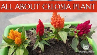 How to grow Celosia Plumosa in full details  Celosia Plumosa care gardenrooftop [upl. by Nryhtak]