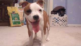 Sadie amp Violet Get The Zoomies Staffordshire Bull Terrier [upl. by Aniez811]