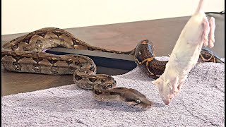 Manny my Nicaraguan Boa striking his frozenthawed rat [upl. by Nutsud]