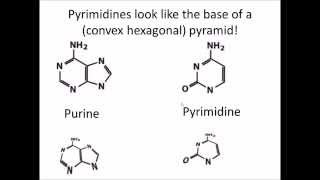 How to Remember DNA and RNA Nucleotides and their Structure [upl. by Lucais681]