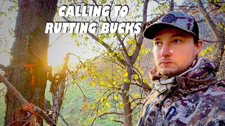 Bowhunting The Rut in Iowa Calling Rutting Bucks on Iowa Public Land [upl. by Mathias456]