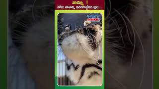 వామ్మో బోను తాళాన్ని విరగగొట్టేసిన పులి vstnewsz tiger power viralvideo wildanimals lion [upl. by Rehtae]